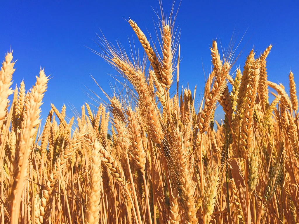 שדה חיטה. תמונה מאת https://thoroughlyreviewed.com
